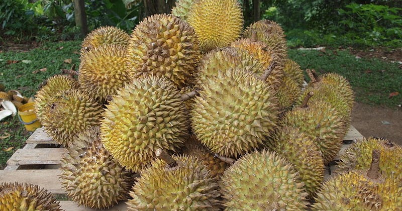 Report Text tentang durian dan artinya - Fitriani