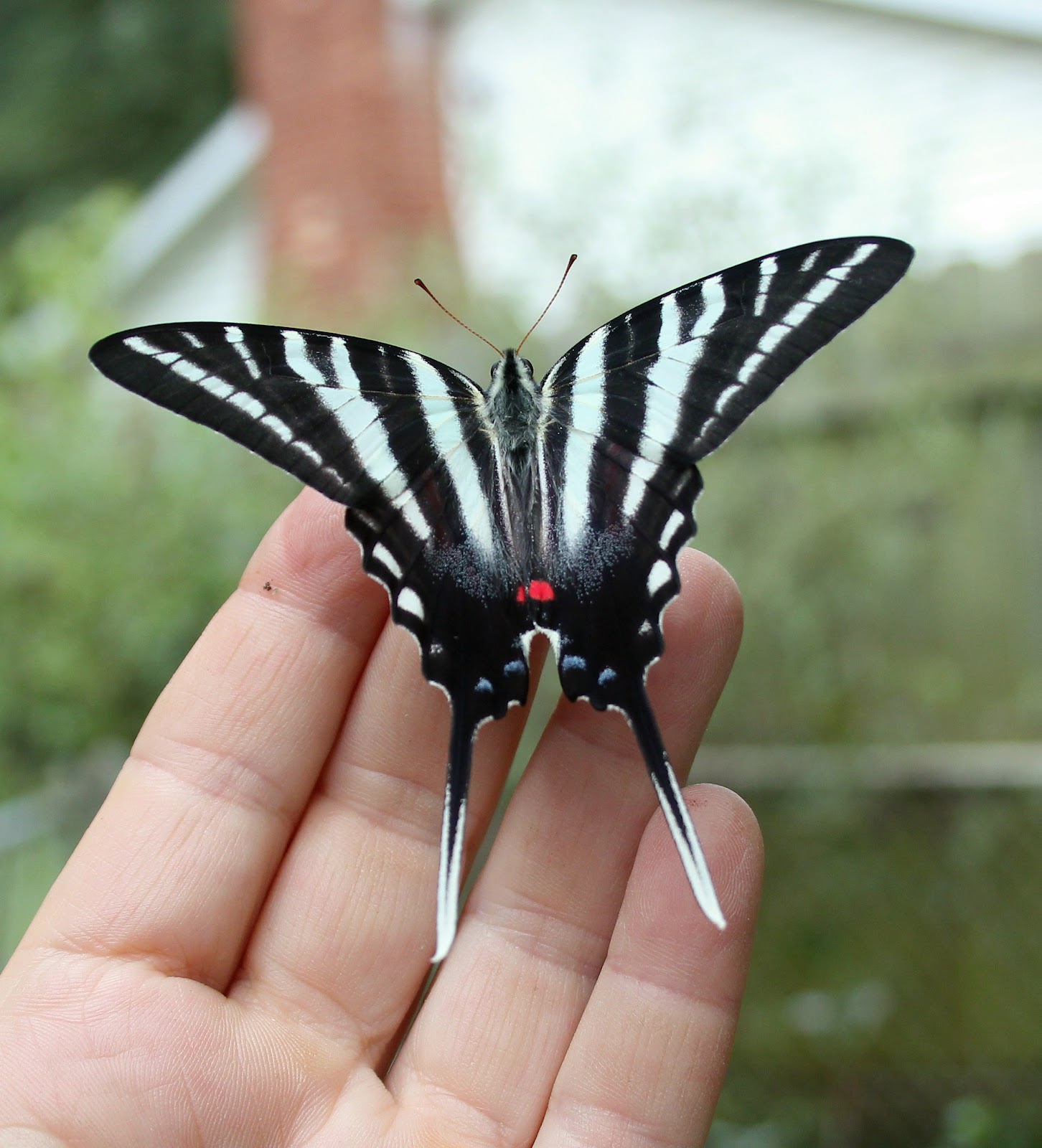 On the Wing How to Grow a Zebra Swallowtail Butterfly!