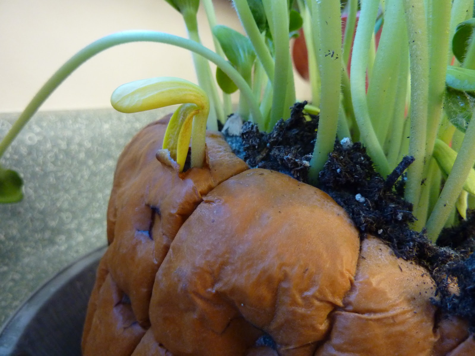 little-learning-wonders-the-pumpkin-experiment-continues