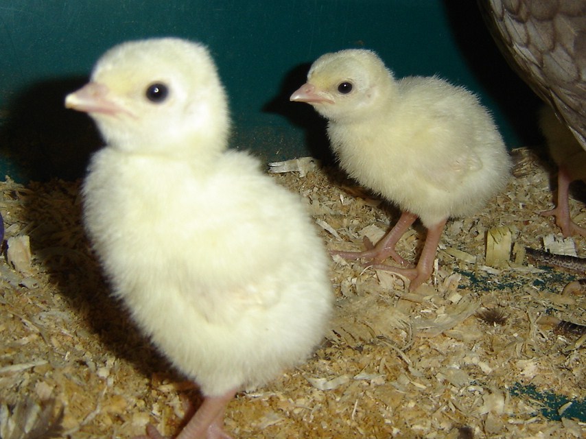 Havenwoods Farm Baby turkeys have arrived