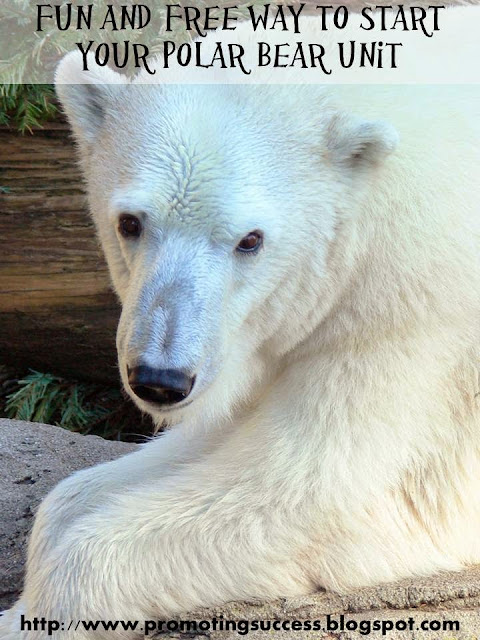  polar bear activities for kids math science literacy