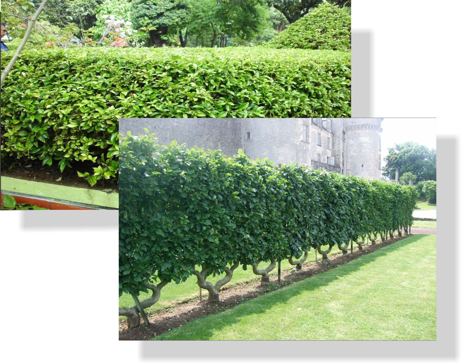 Manfaatkan 21 Tanaman Ini Untuk Pagar Agar Sejuk Dan Elegan