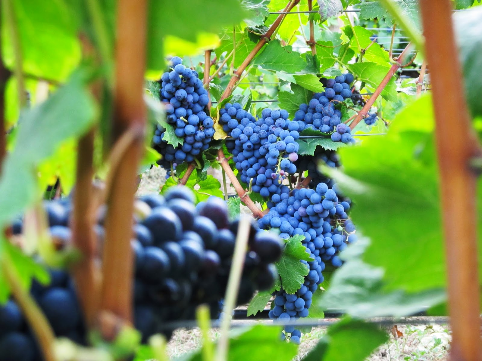 виноградная лоза. спел виноград на ветке. «санкт-паули» виноград. виноград винтаж фото. чхавери виноград.