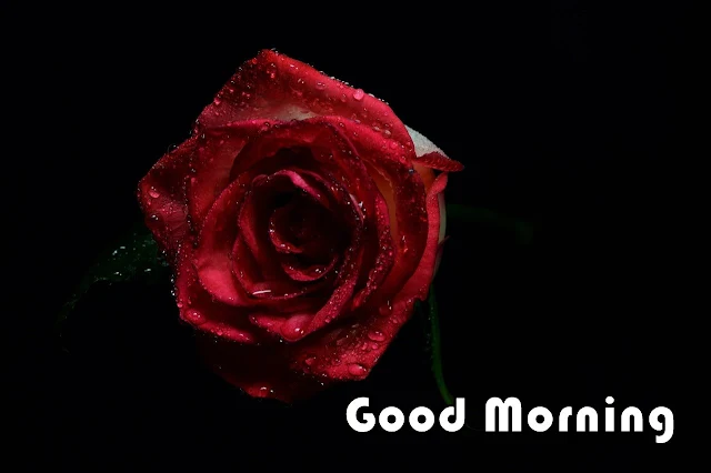 Good Morning Rose flower images