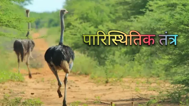 पारिस्थितिकी तंत्र की संरचना एवं प्रकार,वन पारिस्थितिकी तंत्र के घटकों का वर्णन, पारिस्थितिकी तंत्र के घटकों का वर्णन, कौन कौन से जैविक अजैविक घटक है,पारिस्थितिक तंत्र क्या है,पारिस्थितिकी तंत्र क्या है इन हिंदी, पारिस्थितिक तंत्र कितने प्रकार के होते हैं, पारिस्थितिकी तंत्र के जैविक घटक क्या है,