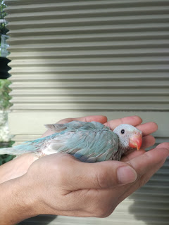 Burung Paruh Bengkok Indian Ringnet Beauty Sun Rise