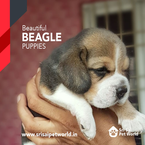 Beagle Puppy available in Chandigarh and Jalandhar