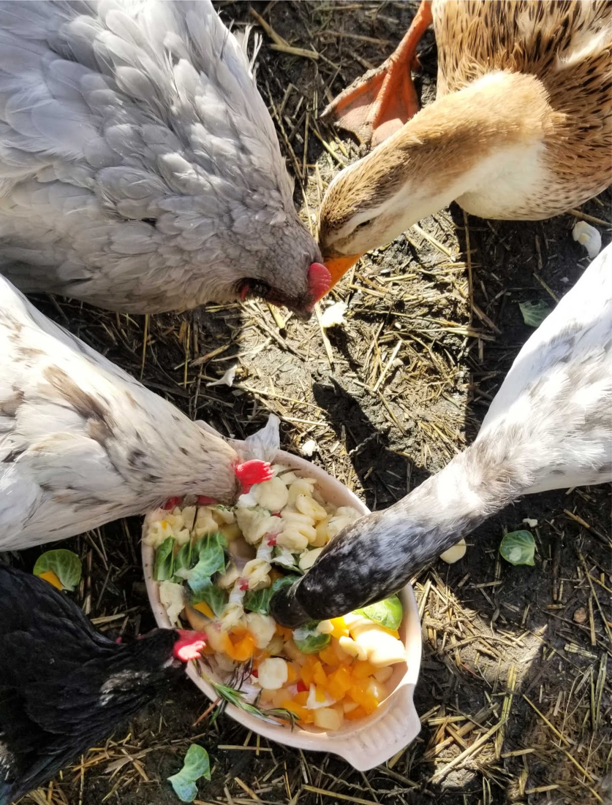 Adding Ducks to your Backyard Chicken Flock Fresh Eggs Daily® with