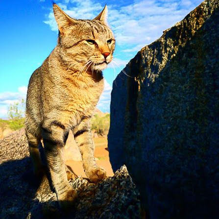 African wild somewhat like the first domestic cats of Europe