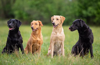 Top 10 cheapest dog breeds in India