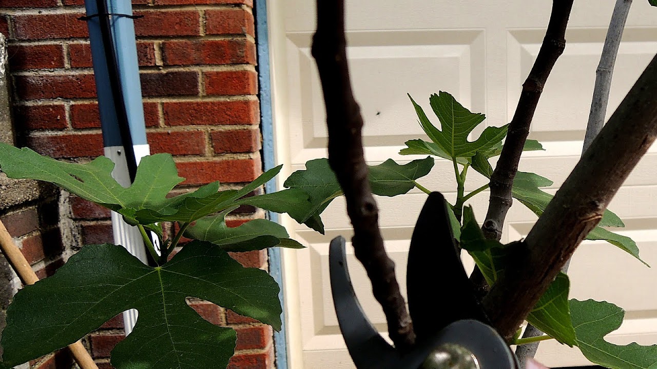 Fig Tree Winter Care Tree Choices