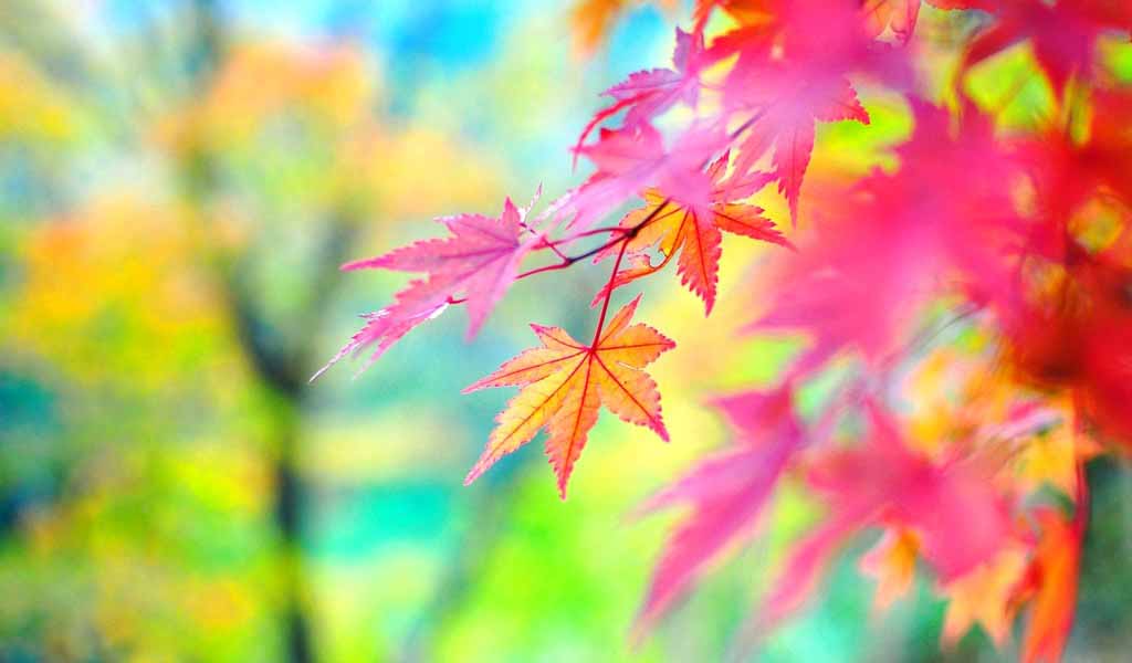 Fall Wallpaper Free Fall Desktop Backgrounds And Cute Fall Wallpaper