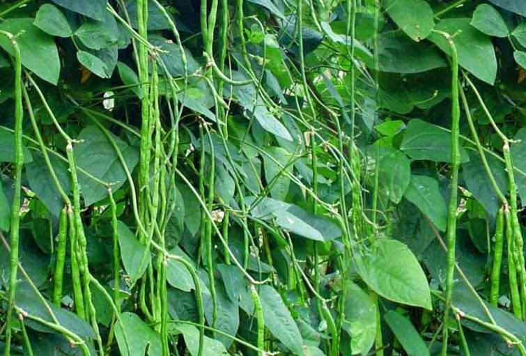 21 Manfaat Kacang Panjang Untuk Kesehatan dan Kecantikan