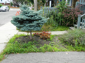 Leslieville front garden cleanup before Toronto Paul Jung Gardening Services