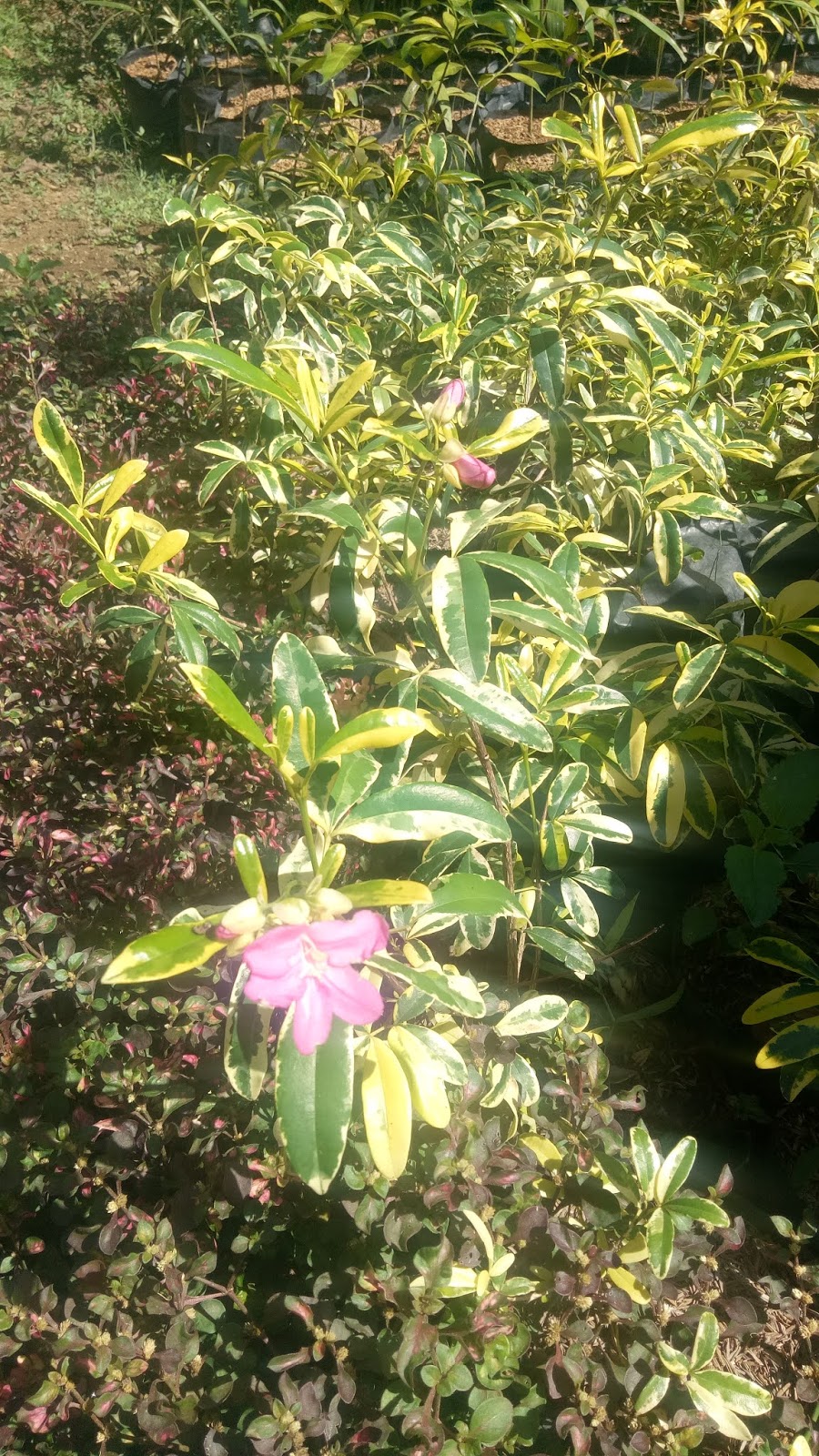 DAFTAR HARGA TANAMAN TAMAN, TANAMAN HIAS, DAN TANAMAN BUAH SEMARANG