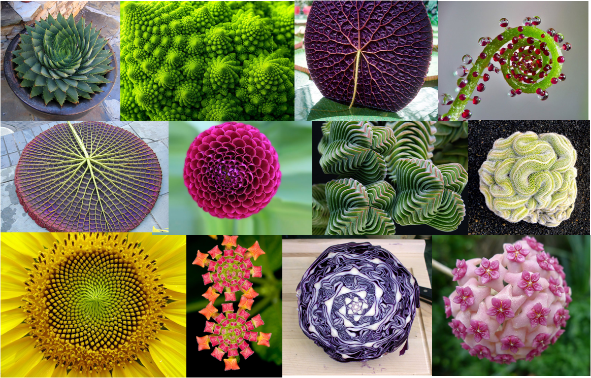 Matemáticas para la vida Simetría en la naturaleza Matemáticas para la vida Simetría en la naturaleza