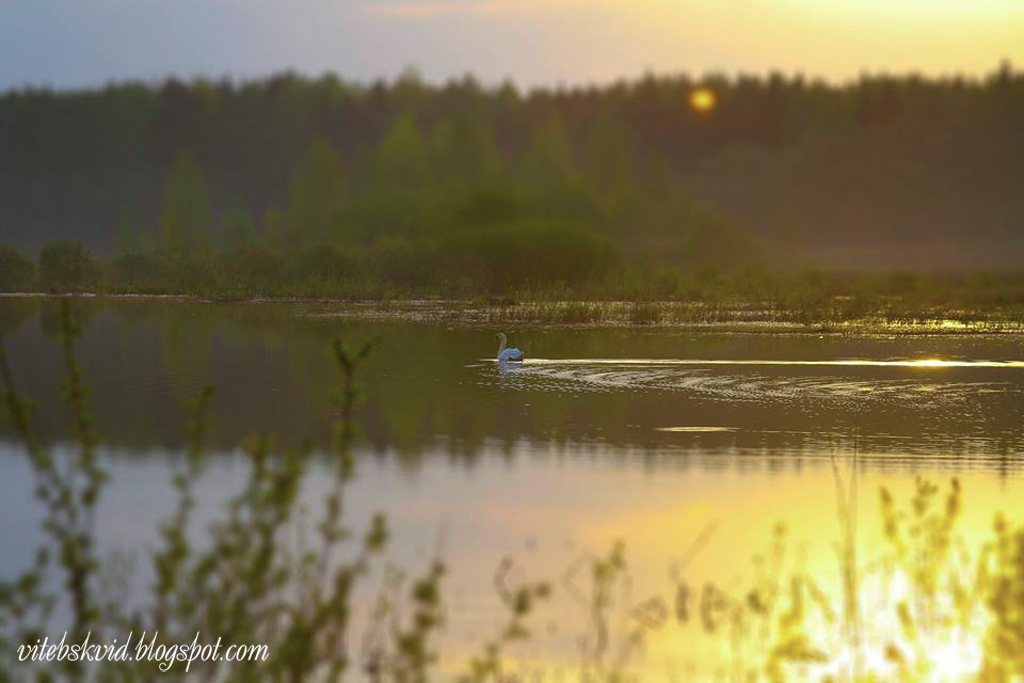 Лебедь на закате, Верхнедвинский район