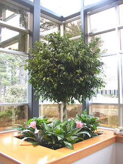 Burlington MA; BJ Freeman interior office plants with Farciarta Bromeliads  rotation program;