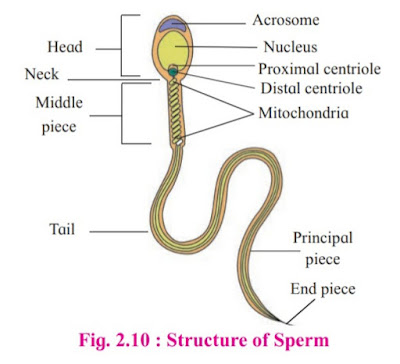 Biology Diagrams Maharashtra Board Maharashtra Syllabus Guidelines And