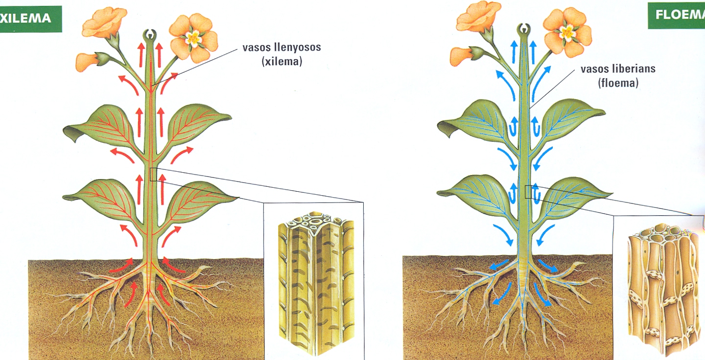 Capilaridad y vasos conductores en plantas