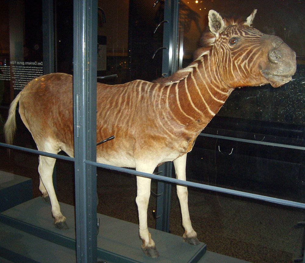 The Last Photographs of a Quagga Mare (an Extinct Subspecies of Zebra
