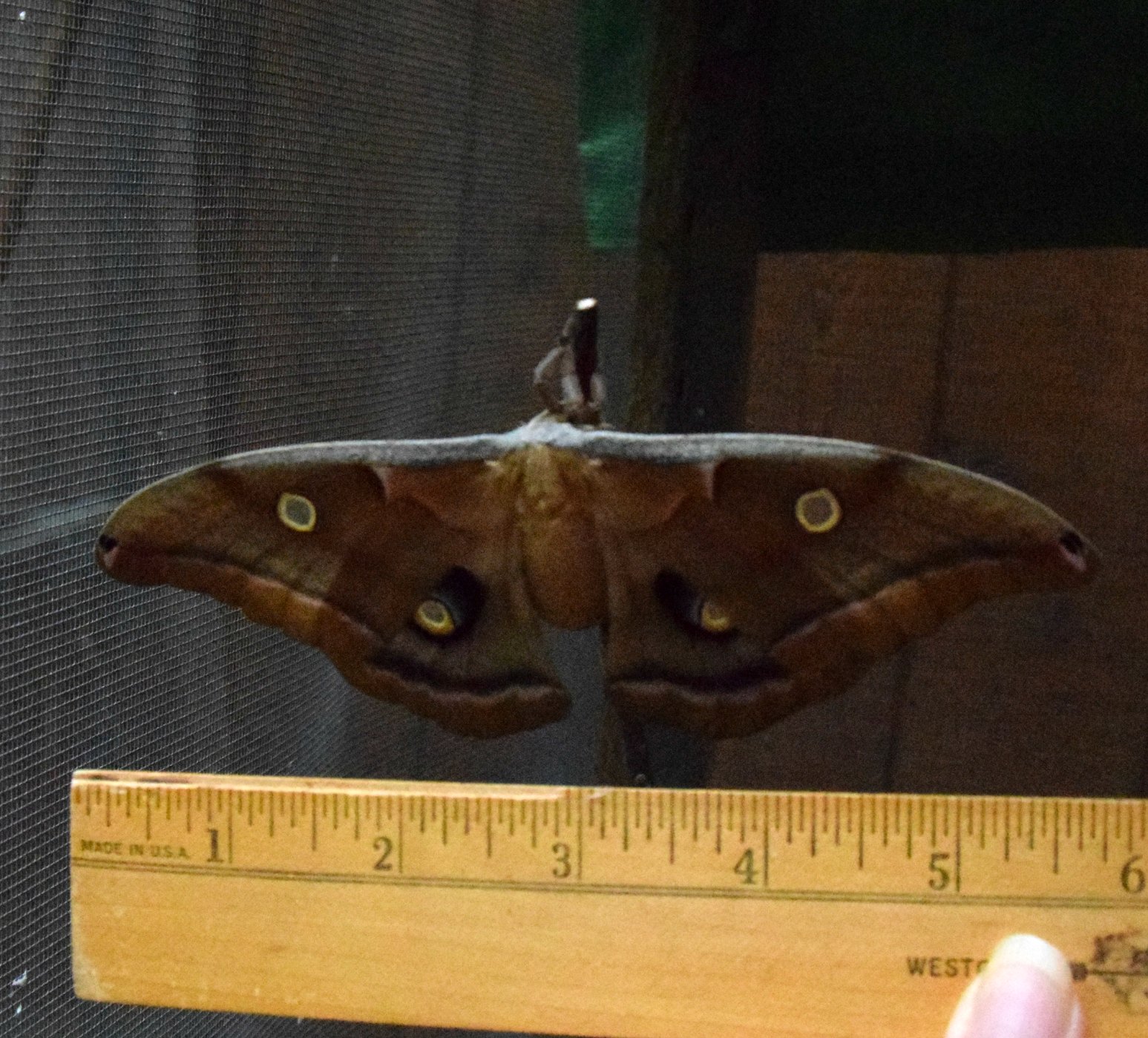 Pictures Of Moths In Georgia