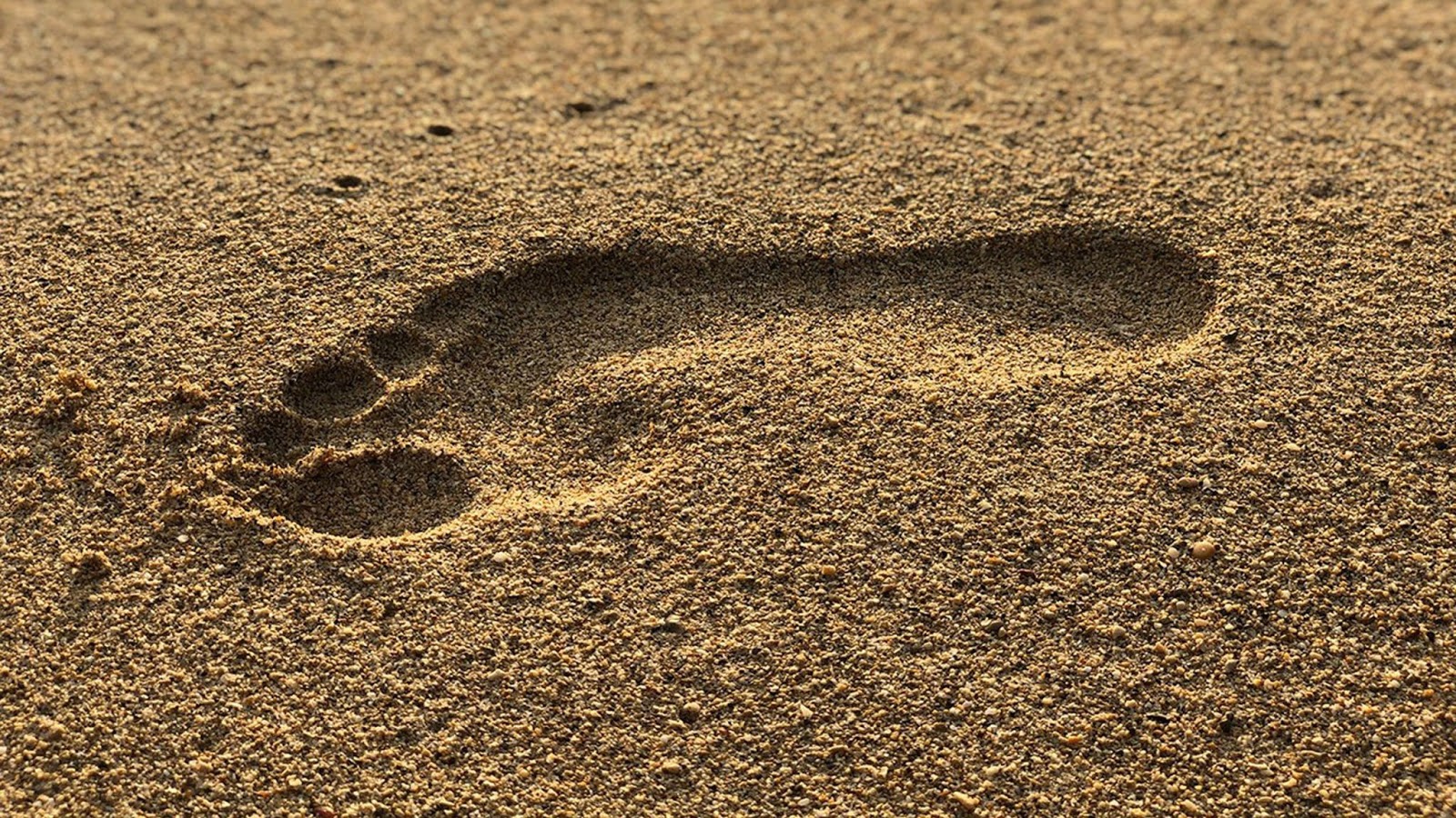 The birth of Modern Man: Human Evolution - 🐒🏃👫👣 Human feet developed ...