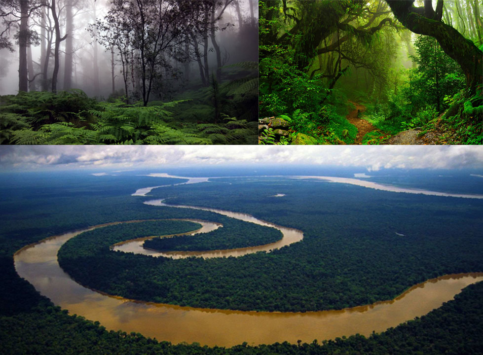 Surprising Facts You Didn't Know About The Amazon Rainforest - Vestellite