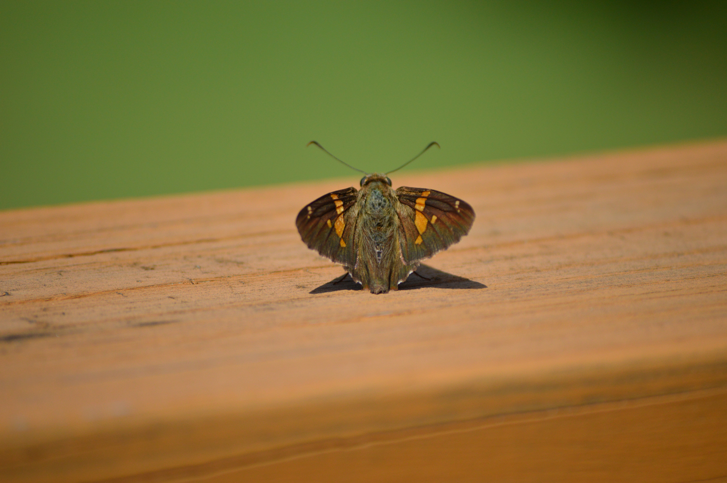 Live Laugh and Learn Put Wings On Your Dreams