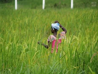 Home gardening rice in Liberia