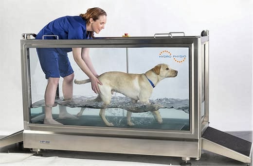 By Land or By Sea? A Comparison of Canine Treadmills