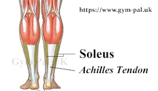 Soleus calf muscle and Achilles tendon