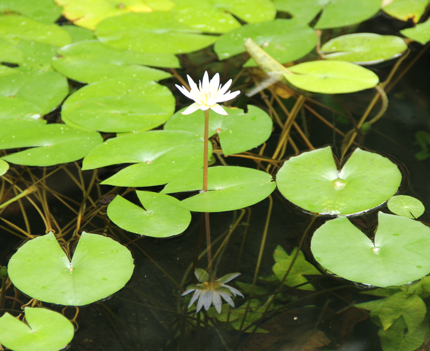 My Zoetrope Field Trip to the Brooklyn Botanical Gardens
