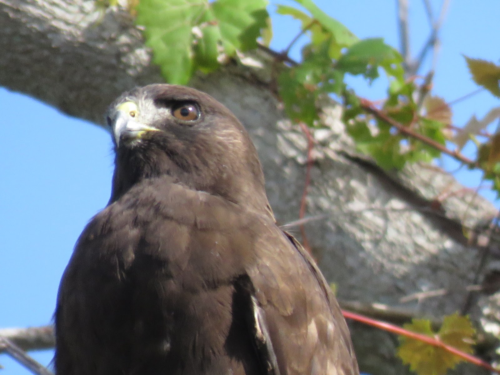 Bird & Travel Photos, Birding Sites, Bird Information DARK MORPH SHORT