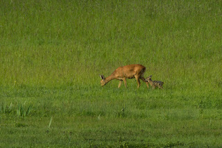 Naturfotografie Wildlifefotografie Lippeaue Reh Rehkitz