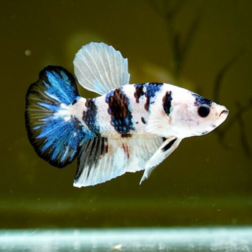 Koi Betta Care,Behavior,Tank Mates,Breeding & More