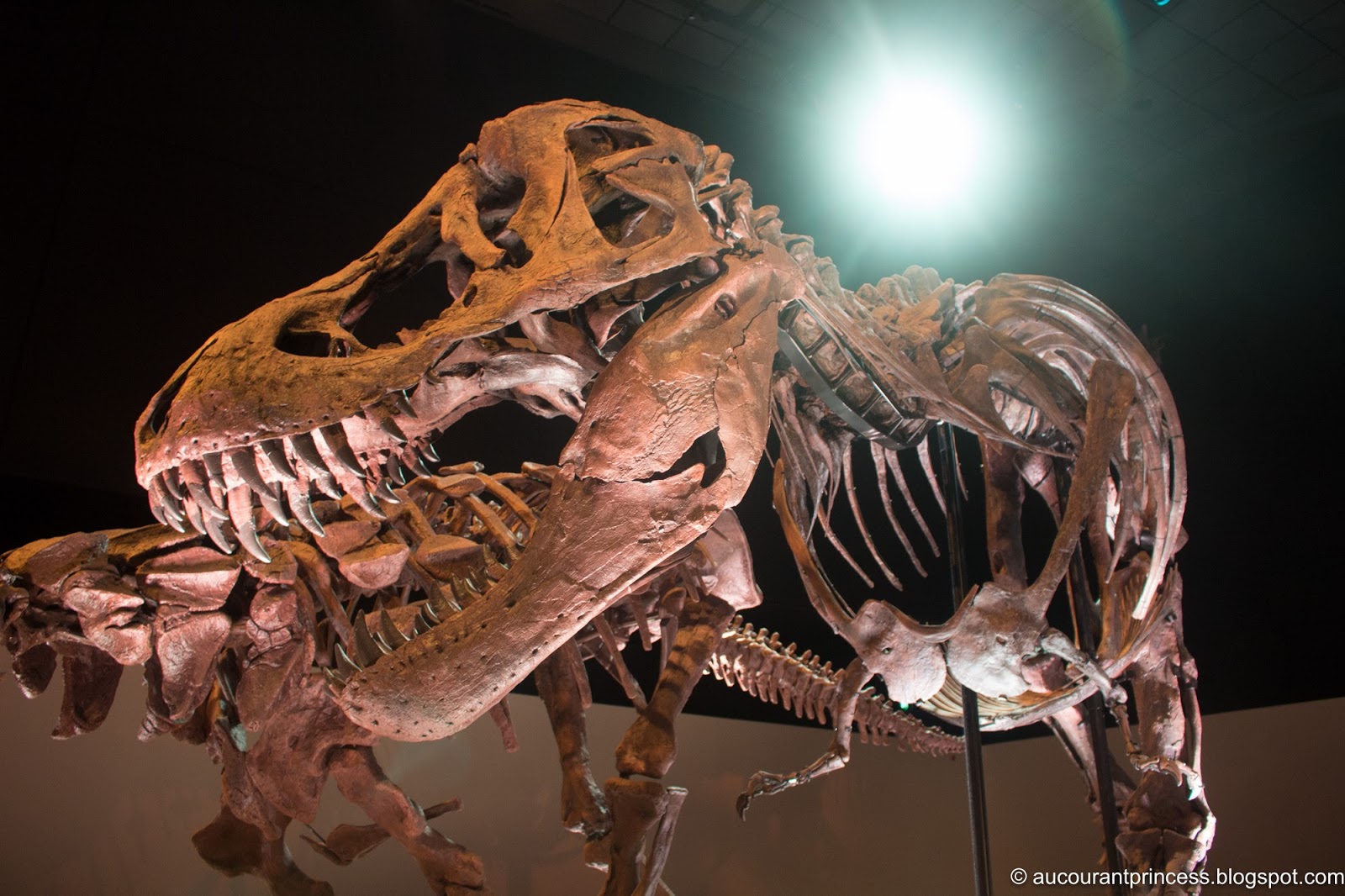 Houston Museum of Natural Science: Things To Do in Houston, Texas, USA