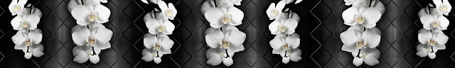  Орхидеи на черном