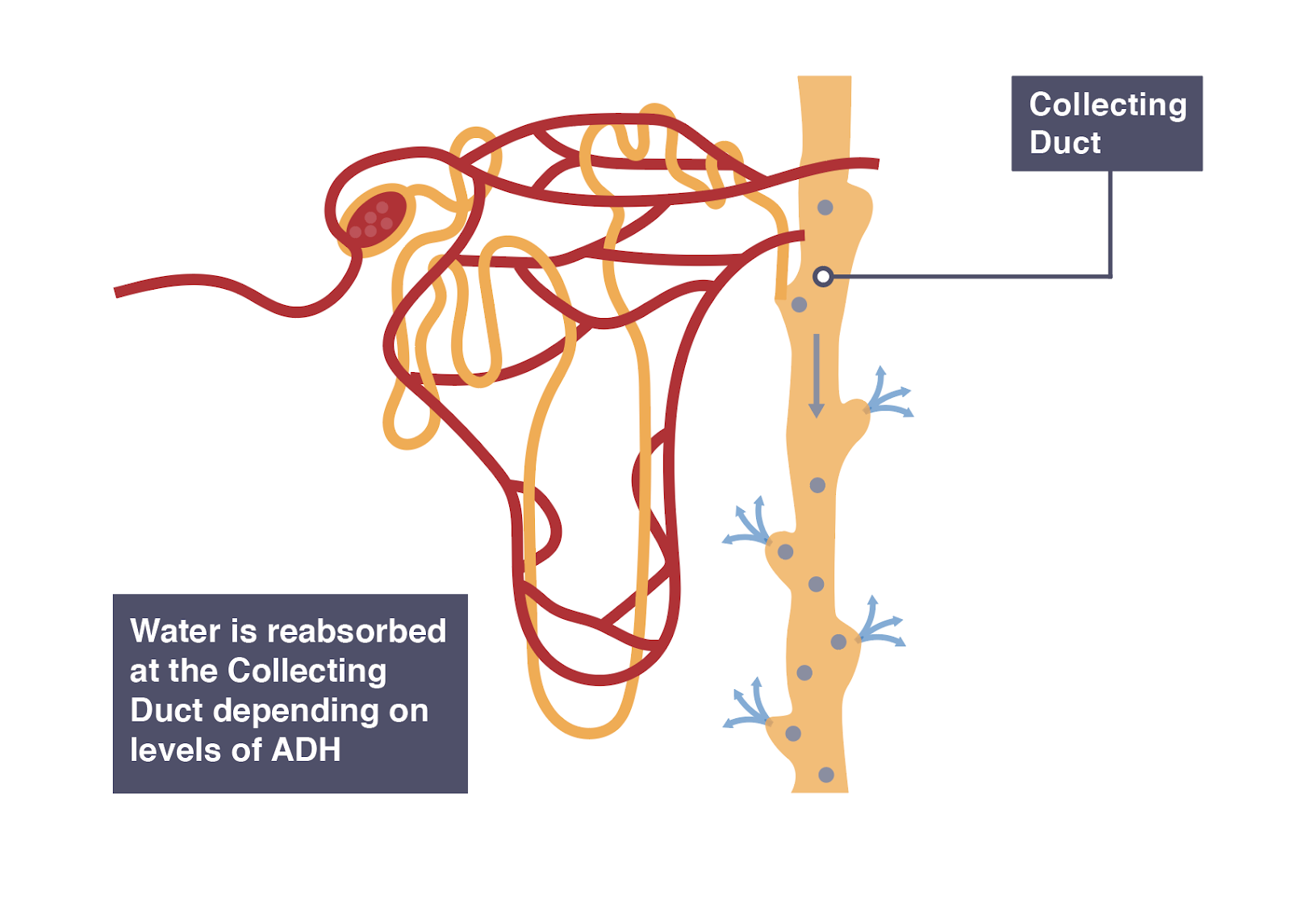 IGCSE Biology 2017 2.76B Understand How Water is Reabsorbed into the Blood from the Collecting