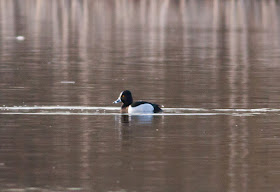 Ring-necked Duck, Priorslee Lake