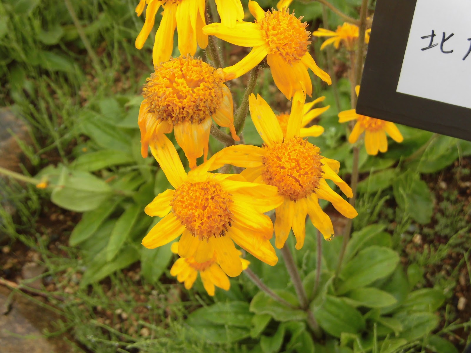 アルニカ モンタナ 4DH ヴィドラ リーフレット