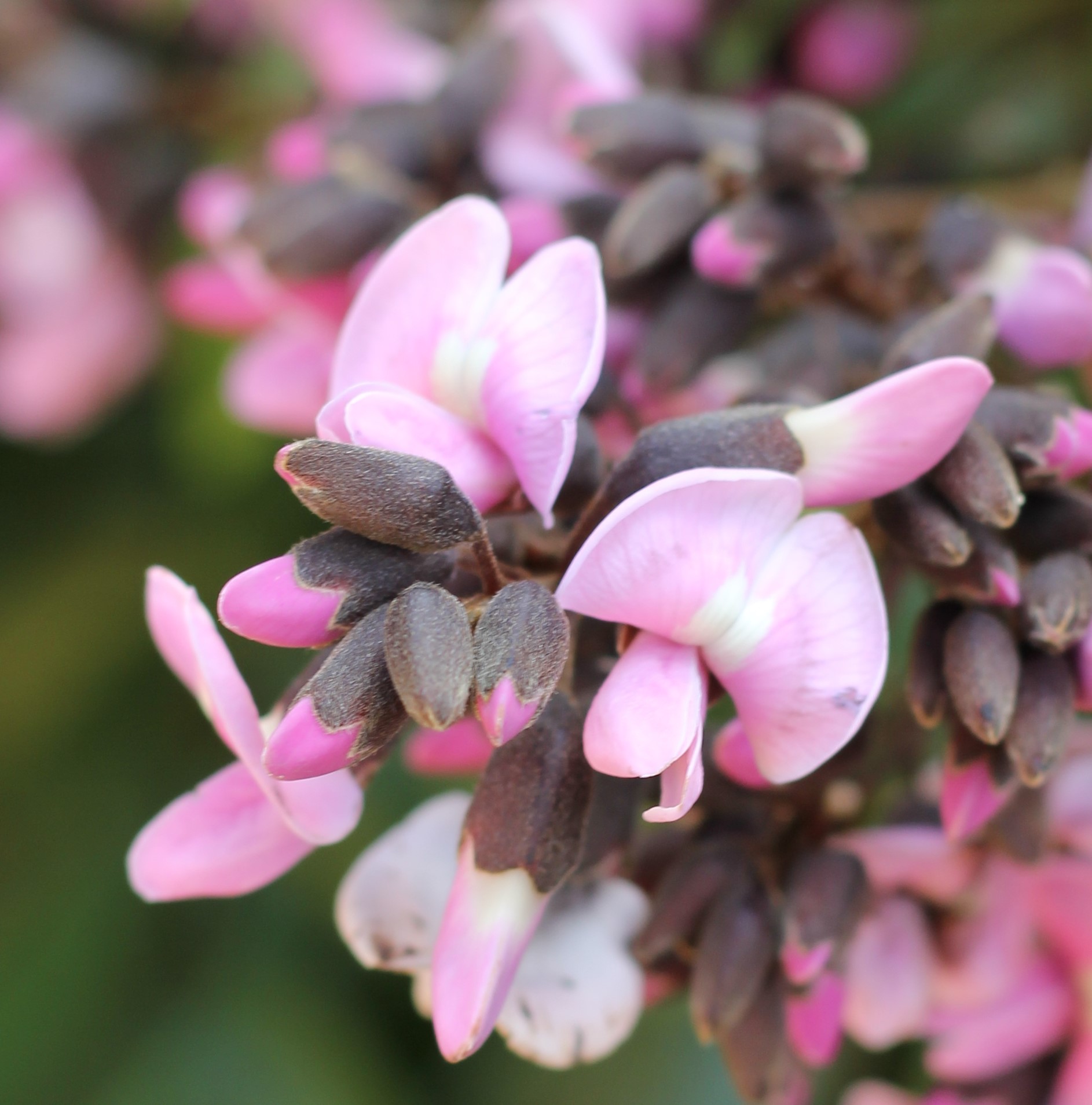 The Flowering plants (Leguminosae Fabaceae) Andira