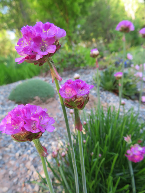 Mother Nature S Backyard A Water Wise Garden Plant Of The Month