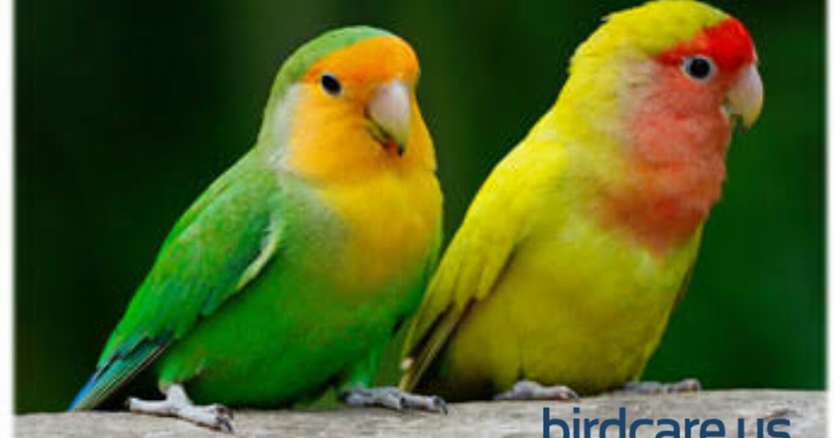 Lovebird and Budgies share a cage? Pet Bird Care Us