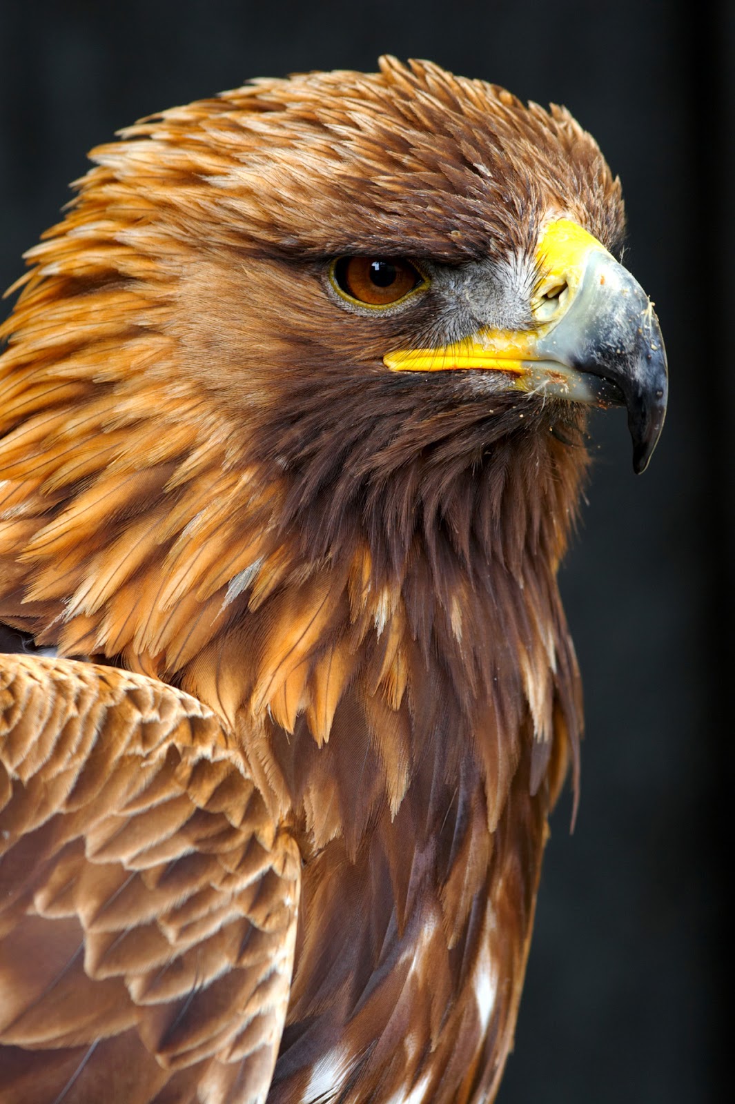 Male Golden Eagle Golden Eagle Side Portrait - Pro Verkilaser Surgery