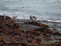 Black-fronted dotterels on a pebble beach – Kaikoura, NZ, photo by Denise Motard