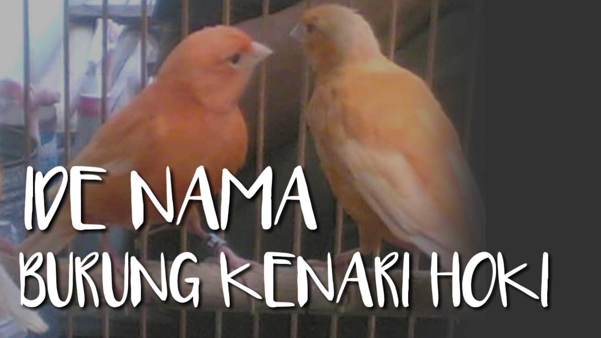 100 Nama Burung Kenari Yang Bagus dan Hoki , Keren Agar Juara 1 - TABIR