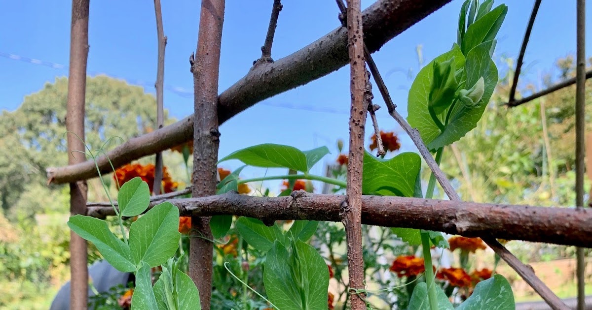 Removal of dried and older leaves in sugarcane is called image