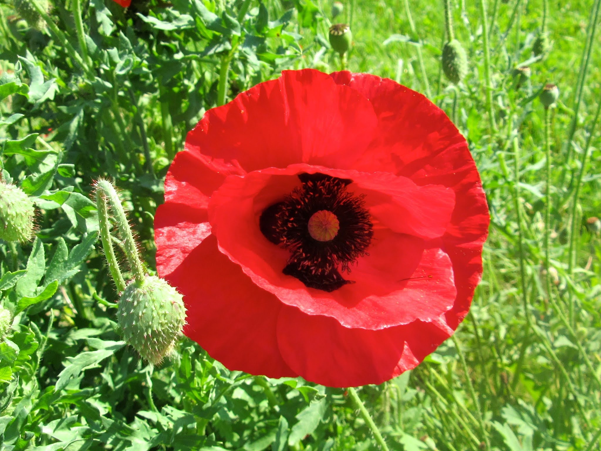 Why the Red Poppy Became a Symbol of Remembrance