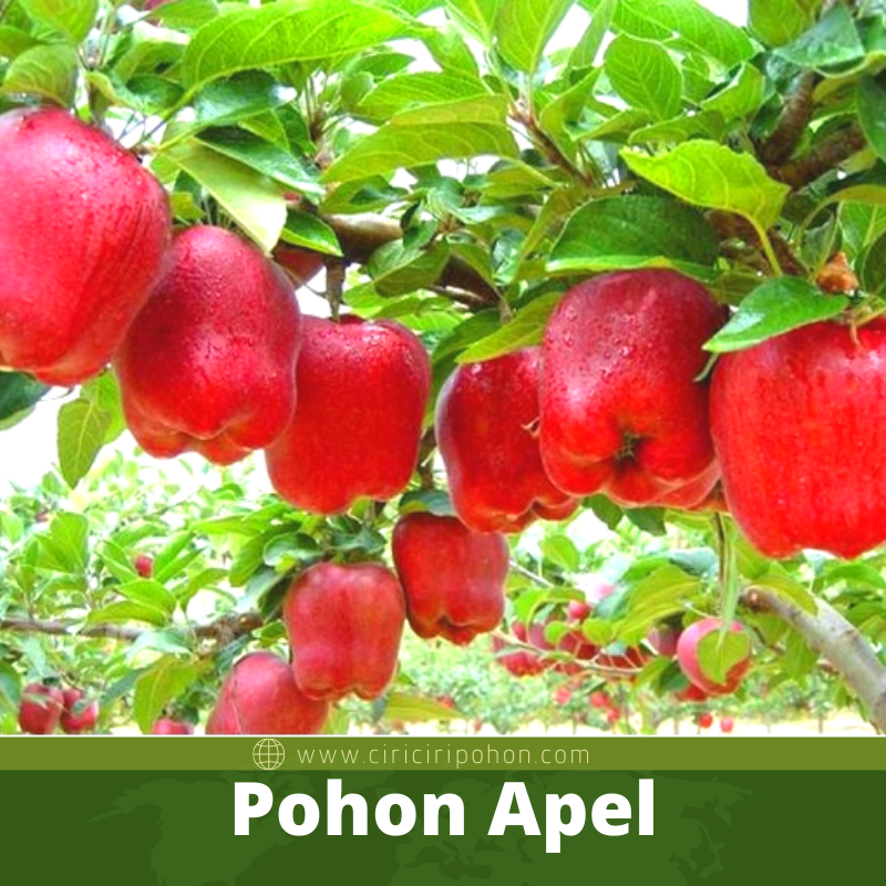 Pohon Apel